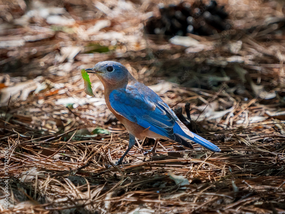 Eastern Bluebird