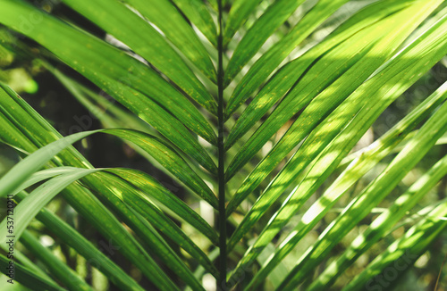 Green tropical leaf on a sunny day background. Exotic natural backdrop. Summer concept. Environment conservation  beauty in nature. Fresh organic food