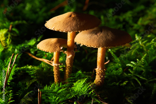 The Earthy Powdercap (Cystoderma amianthinum) is an edible mushroom. Cystodermella cinnabarina powdercap mushroom