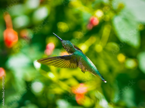Ruby-Throated Hummingbird © Stuart Chang