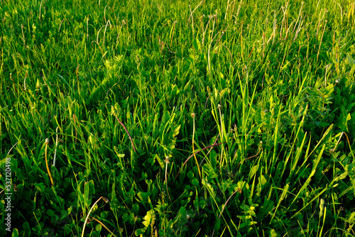 Green lawn landscape. Grass meadow for a poster, calendar, post, screensaver, wallpaper, postcard, banner, cover, website. High quality photo
