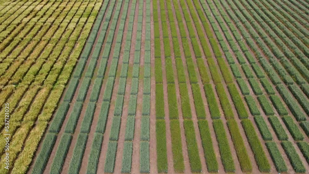 Aerial view of striped field with early wheat, rye, millet or corn. Young early green grass. Aerial view of striped field with early wheat, rye, millet or corn. Young early green grass.