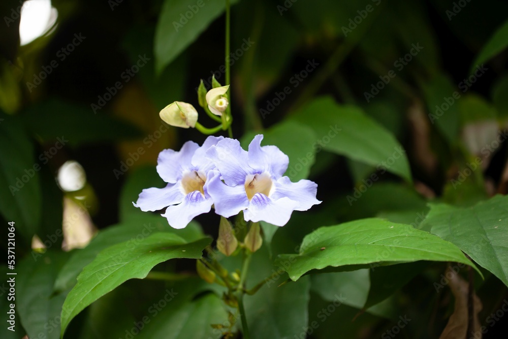 Blue trumpetvine, Thunbergia grandiflora