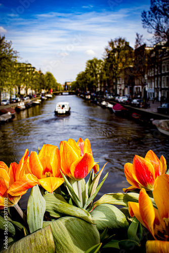 Beautiful Orange Striped Tulips Line Flower Boxes on a Bridge that Overlooks a Canal in the Jordaan District of Amsterdam, Netherlands
