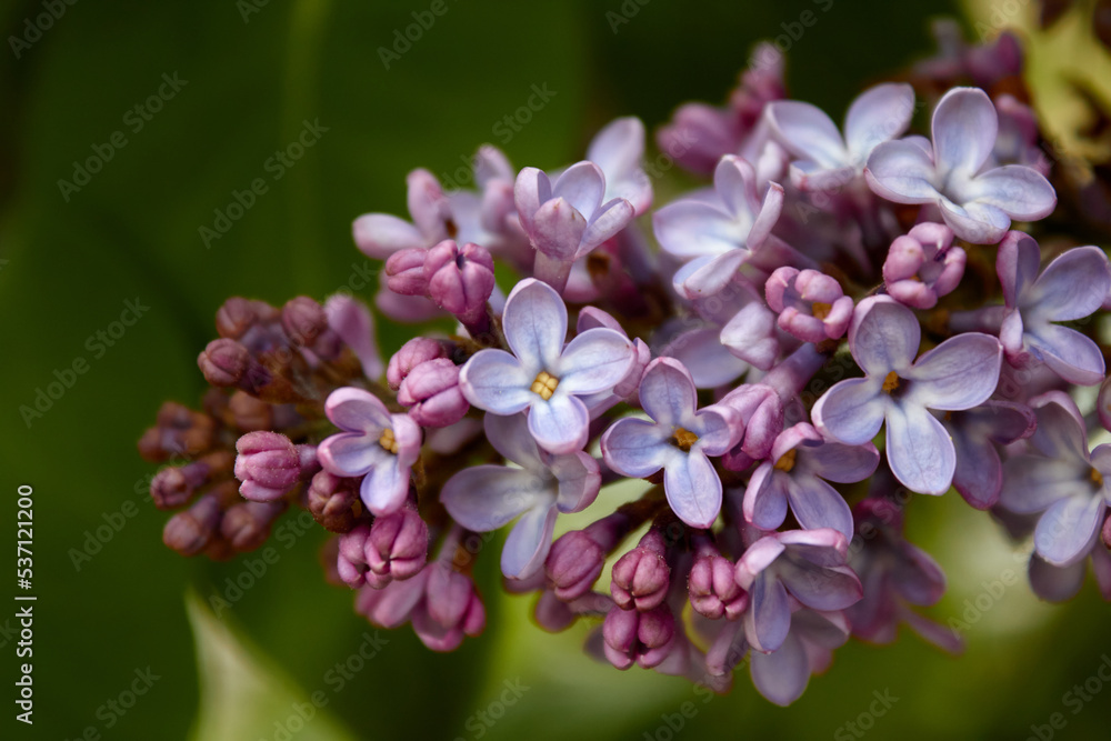 Lilac Flowers with Green Background Lilac Flowers with Green Background