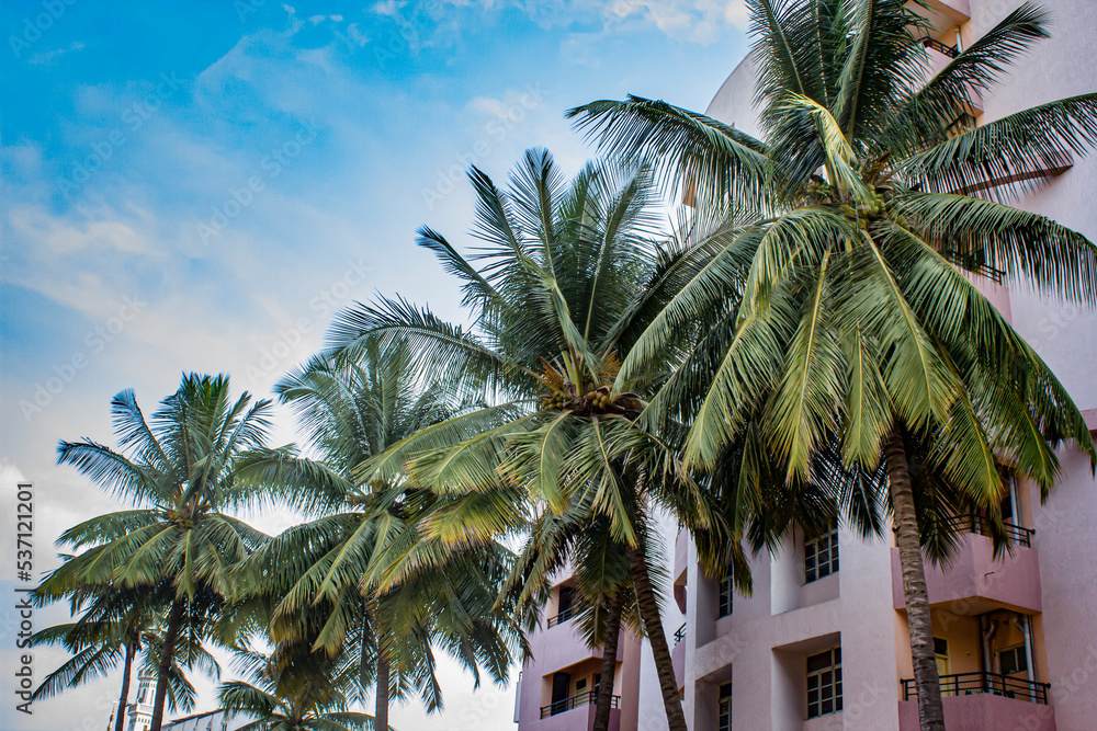 Fototapeta premium Palm Trees Line Buildings in Bengaluru, India