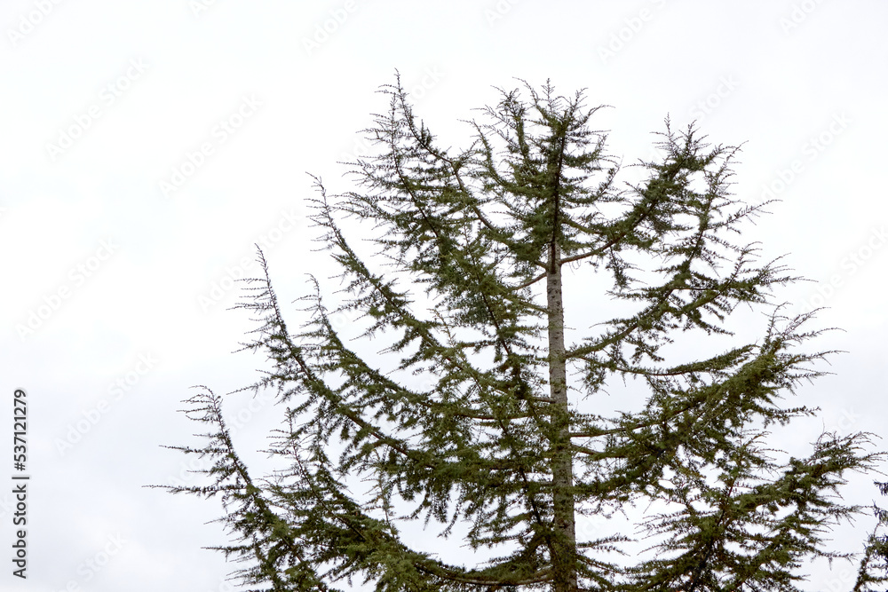 Single Evergreen Tree with White Background