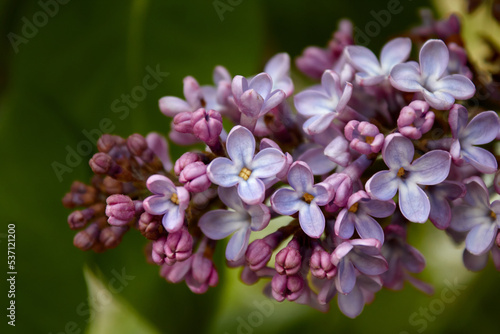 Lilac Flowers with Green Background