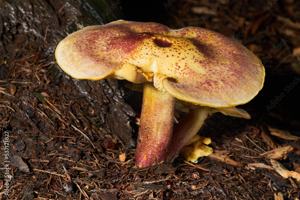 Tricholomopsis rutilans or Plums and Custard or Red-haired agaric mushrooms in the forest Tricholomopsis rutilans or Plums and Custard or Red-haired agaric mushrooms in the forest