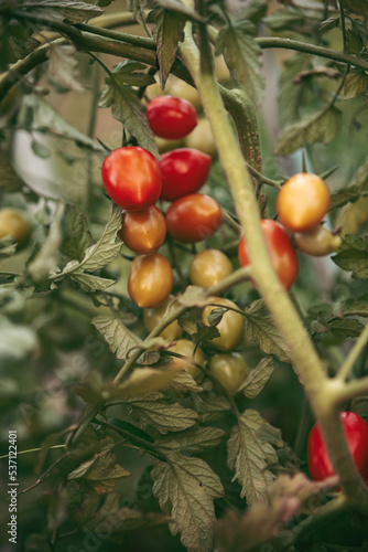 tomato in the vegetable garden photo