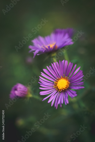 Close up of purple aster wild flowers blooming outside in autumn. photo