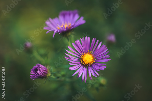 Close up of purple aster wild flowers blooming outside in autumn. photo