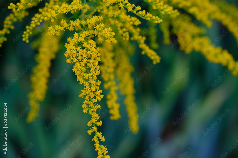 Buquets Ragweed bushes, Ambrosia artemisiifolia and Solidago Buquets Ragweed bushes, Ambrosia artemisiifolia and Solidago
