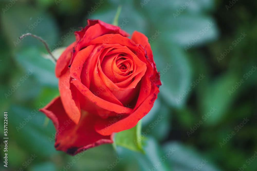 Red rose close-up against a green background. Red rose close-up against a green background.