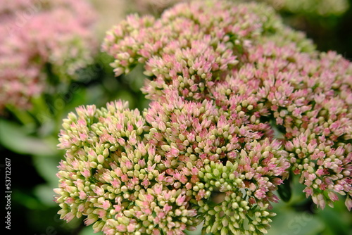 Close up of Pink Sedum flowers with selective focus