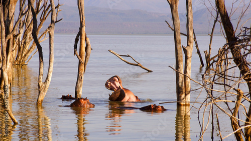 Family of hippopotamus with yawning big hippo in flooded Lake Baringo  Kenya Safari