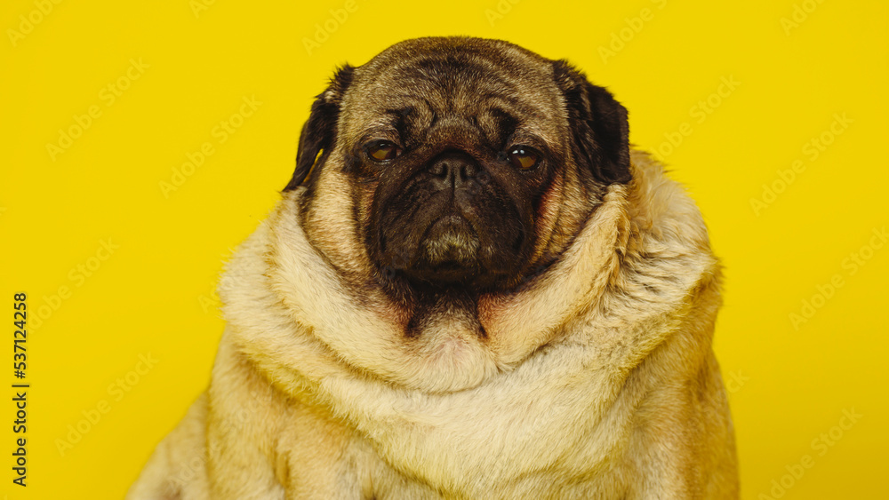 Cute pug dog on yellow background. Adorable domestic pug dog sitting on yellow background in studio and looking at camera