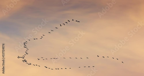 Flock of flying birds against the background clouds in sunrise sky. Birds migrate by autumn toward Africa.
