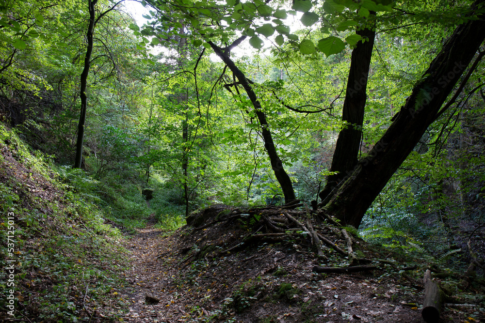 Fototapeta premium Protected landscape area with sandstone Rocks and green Nature in the Central Bohemia, Harasov, Kokorinsko, Czech Republic