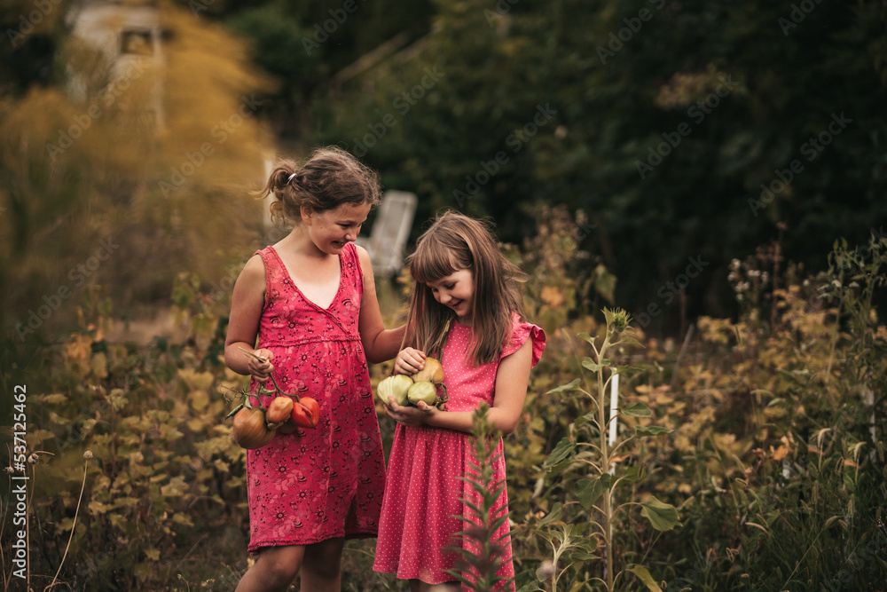 two little girls harvesting tomato in the vegetable garden two little girls harvesting tomato in the vegetable garden