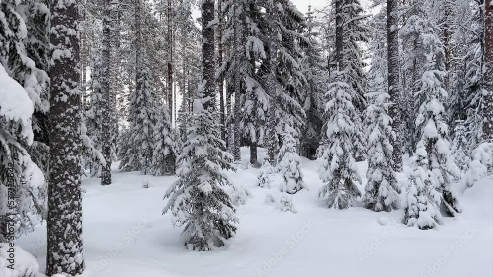 Winter forest, all trees are covered with snow. Video for the background. Cold, beautiful winter weather. Fairy forest. Winter forest, all trees are covered with snow. Video for the background. Cold, beautiful winter weather. Fairy forest.