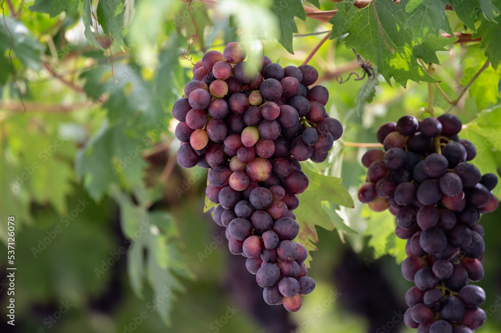 Bunches of purple ripening table grapes berries hanging down from pergola in garden on Cyprus