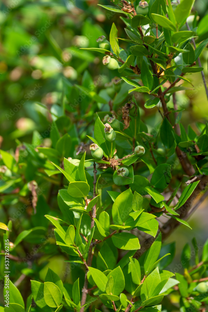 Botanical collection, leaves and berries of myrtus communis or true myrtle plant growing in garden Botanical collection, leaves and berries of myrtus communis or true myrtle plant growing in garden