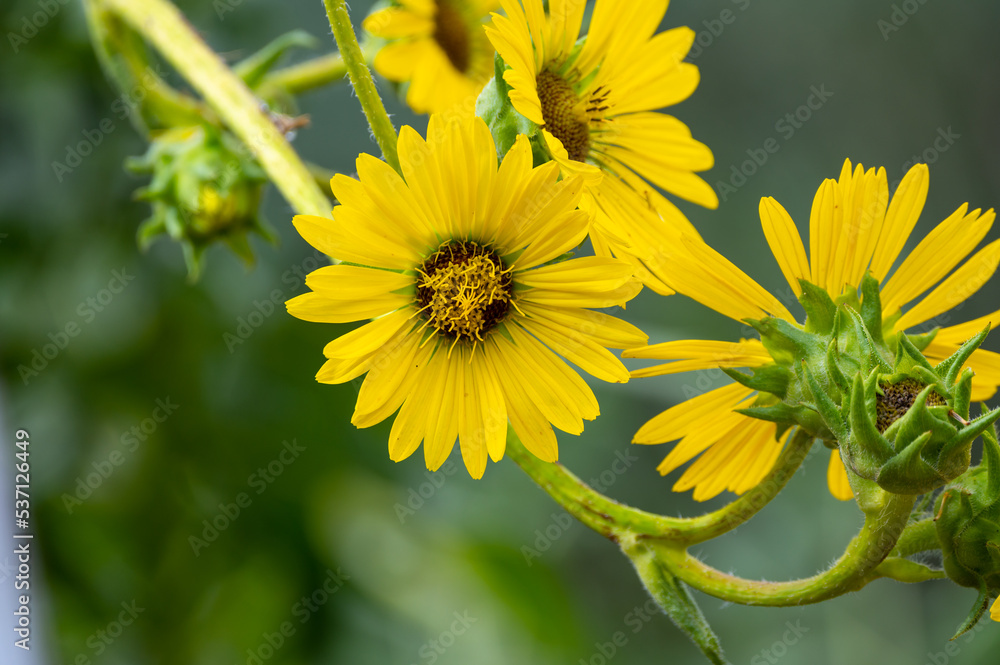 Yellow flowers heads of Silphium laciniatum or compass plant growing in garden Yellow flowers heads of Silphium laciniatum or compass plant growing in garden