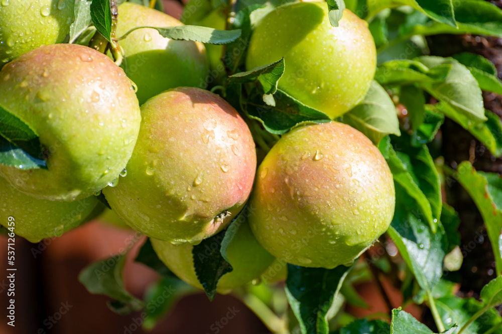 Brunch of apple tree with many apple fruits in orchard Brunch of apple tree with many apple fruits in orchard