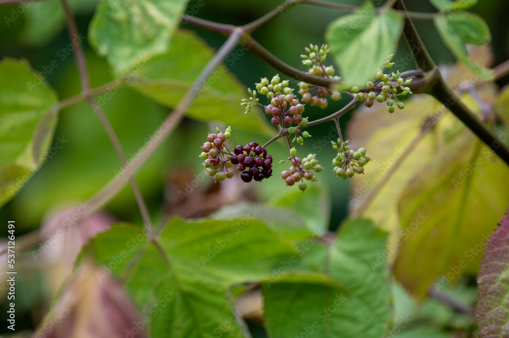Woody shrub of Eleutherococcus senticosus or Siberian ginseng or eleuthero used in traditional Chinese medicine
