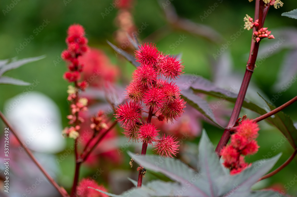 Ricinus communis or castor oil plant growing in garden Ricinus communis or castor oil plant growing in garden