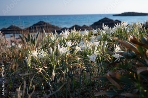 Blossom of wild white flowers sea daffodils on sandy beach on Cyprus photo