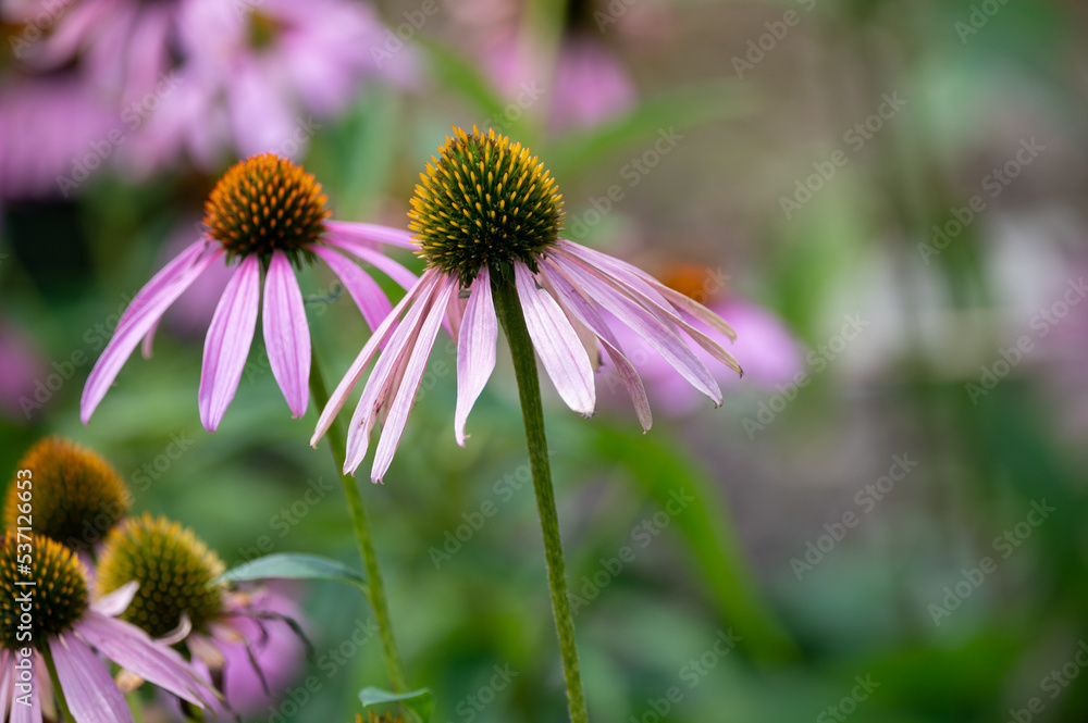 Blossom of echinacea purpurea magnus or coneflower in garden Blossom of echinacea purpurea magnus or coneflower in garden