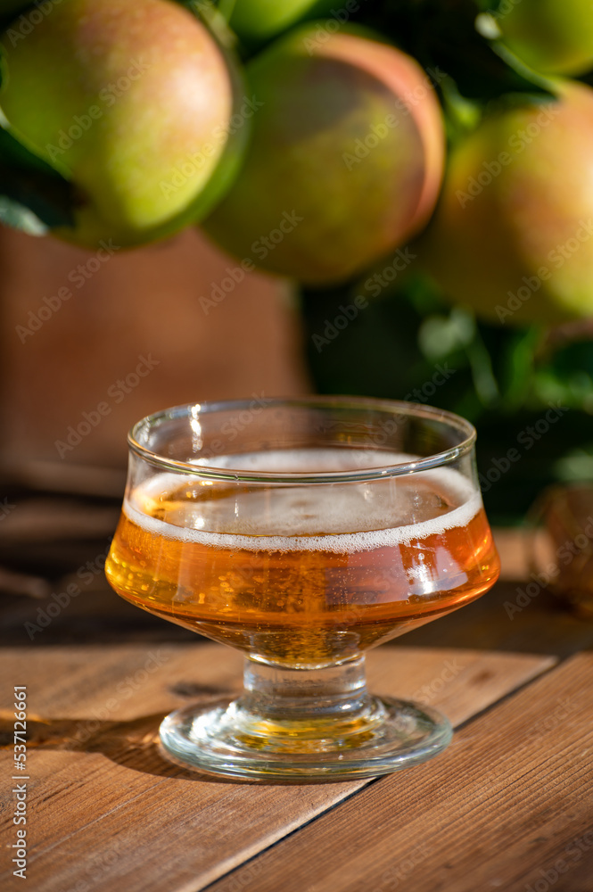 Making and tasting of fresh apple cider produced on organic farm from bio apples in Normandy, France Making and tasting of fresh apple cider produced on organic farm from bio apples in Normandy, France