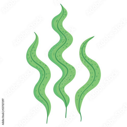 green algaes sealife