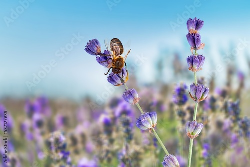 Small wild bee pollinating on field of flowers