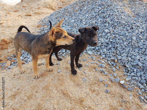 two puppy dogs standing on the mound