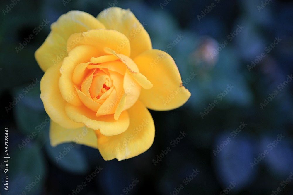 rosa amarilla sobre fondo azul 4M0A3954-as22