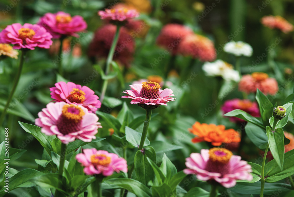 Zinnias blooming in summer garden