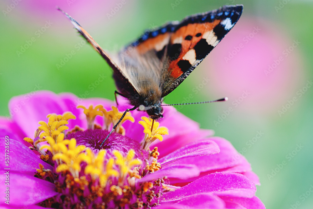 Small Tortoiseshell, Aglais urticae butterfly foraging on zinnia flower in the garden Small Tortoiseshell, Aglais urticae butterfly foraging on zinnia flower in the garden
