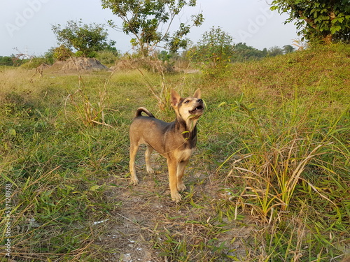 the puppy dog standing outdoors in the green grass with smiling face on a sunny day, selective focus