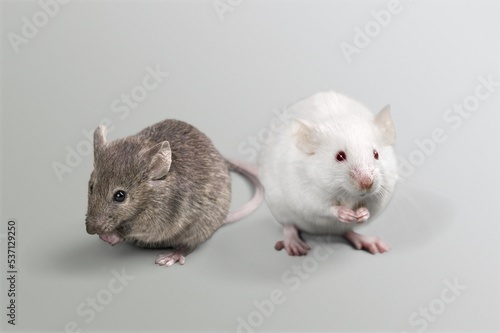 Cute small rats sitting on the desk