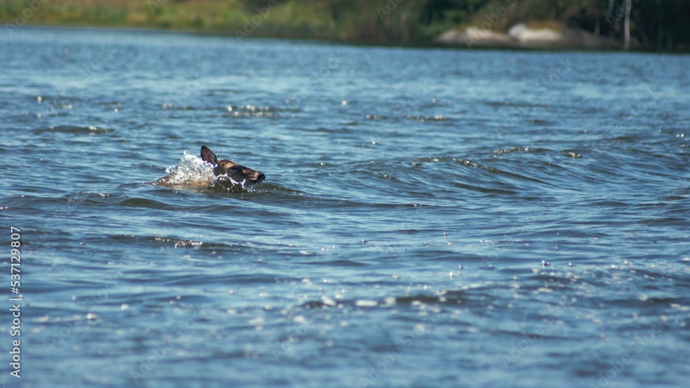 Obraz premium Deer swimming to shore
