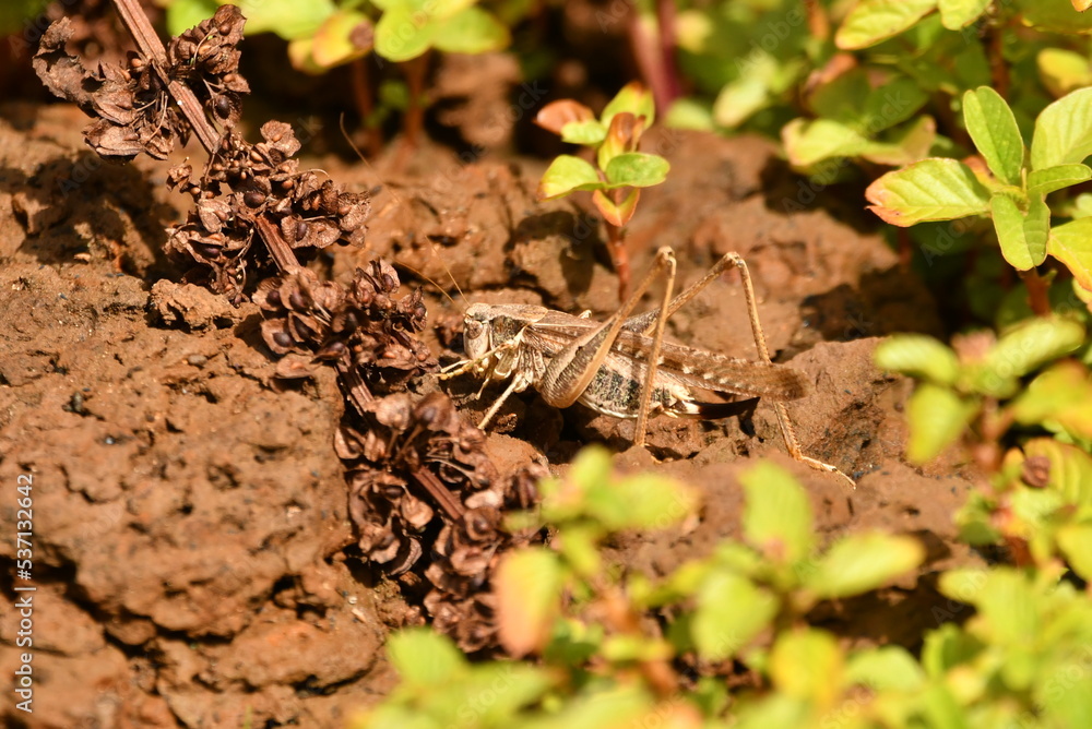 SALTAMONTES SALTAMONTES