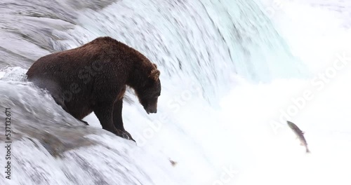 Wild grizzly bear catches and drops salmon as the fish jump up Brooks falls in Katmai Alaska. The last fish he bites and releases is a large, red sockeye salmon.