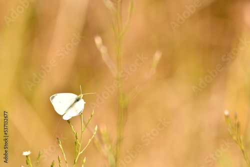 MARIPOSA