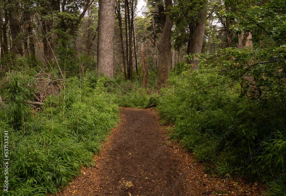 Fototapeta premium The empty hiking path in the mountain forest.