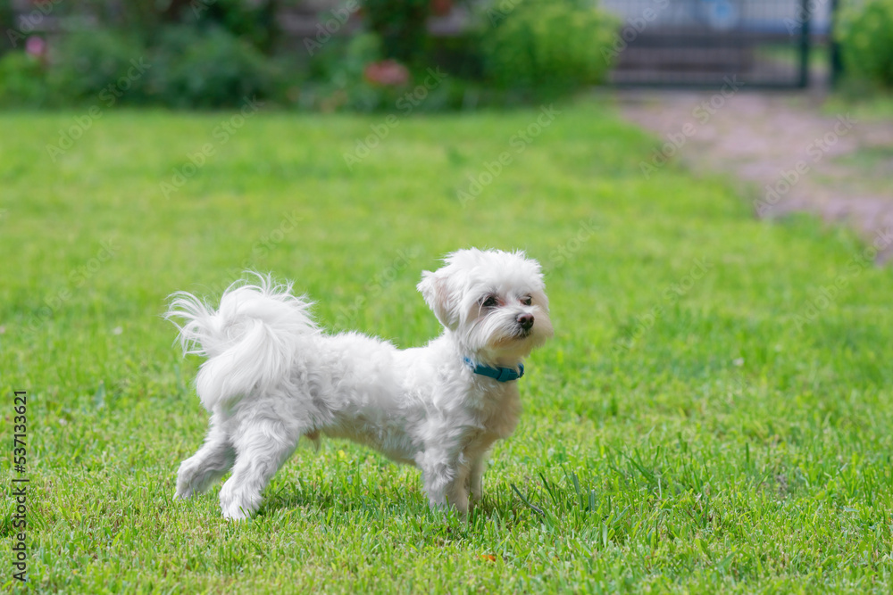 Cute little Maltese dog walking on green grass