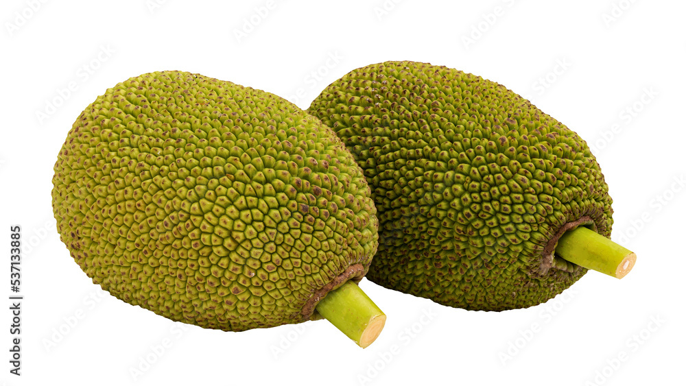 Young Jackfruit fruits on transparent background. Young Jackfruit fruits on transparent background.