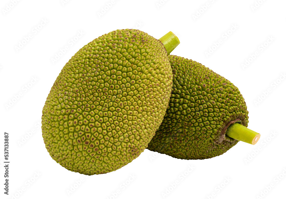 Young Jackfruit fruits on transparent background. Young Jackfruit fruits on transparent background.